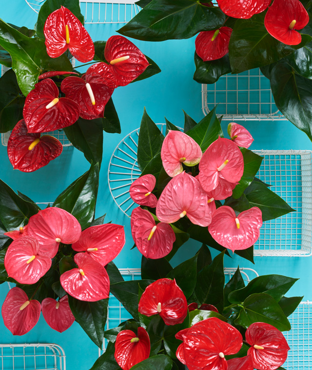 pink hanging planter Ranunculus Hanging Planter